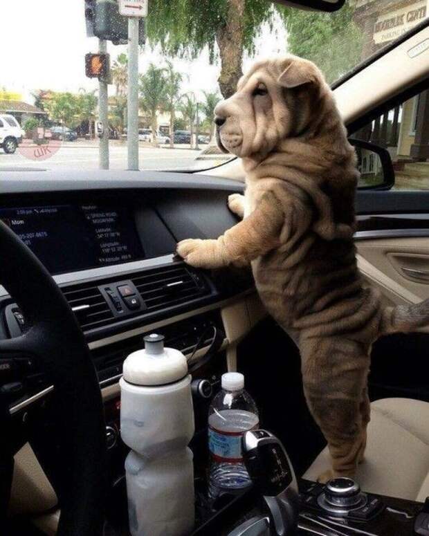 3K_WhiEhrEU (559x700, 276Kb)