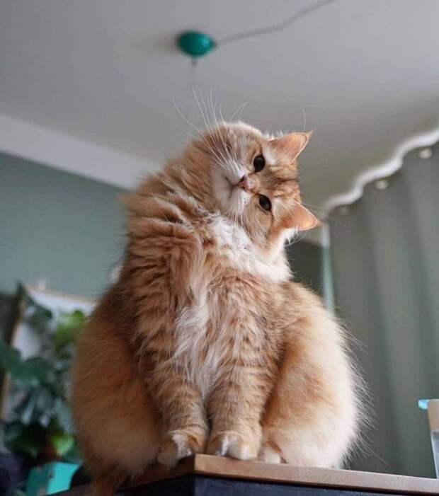 Факты о котанах на заметку