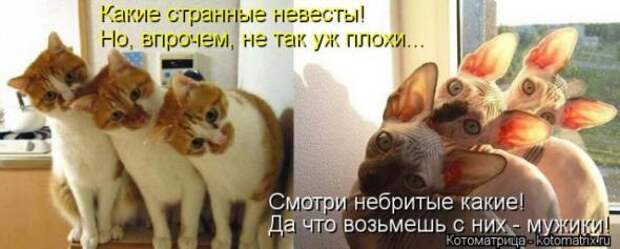 Котоматрицы(картинки с надписями)