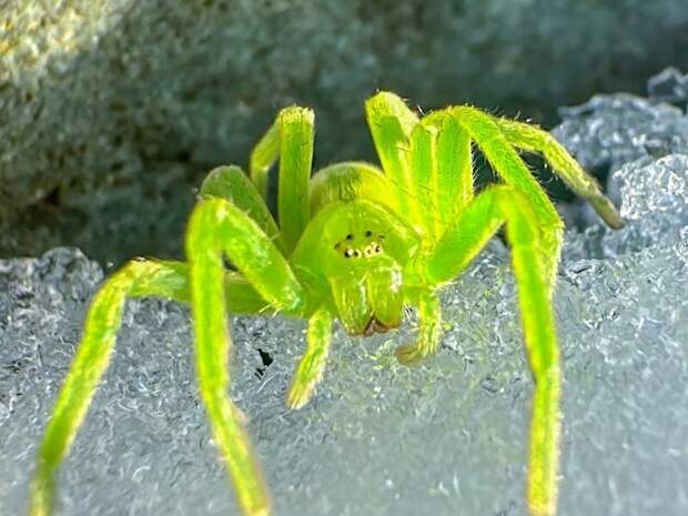Ярко-зеленый паук / Фото: Роман и Татьяна Воробьевы