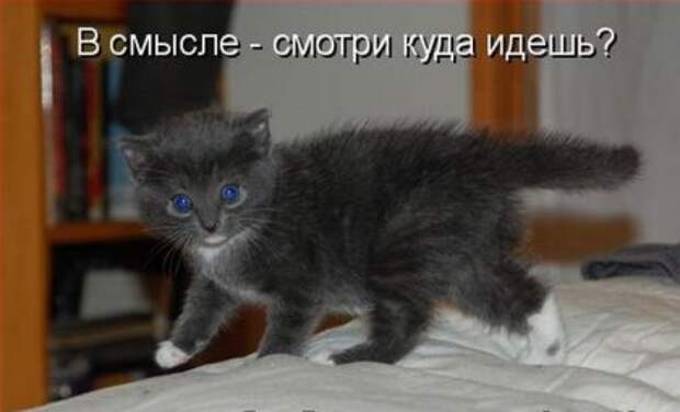 Котоматрицы: Мысли вслух
