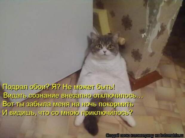 Котоматрицы (картинки с надписями)