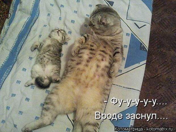 Лучшие котоматрицы недели Лучшие котоматрицы недели