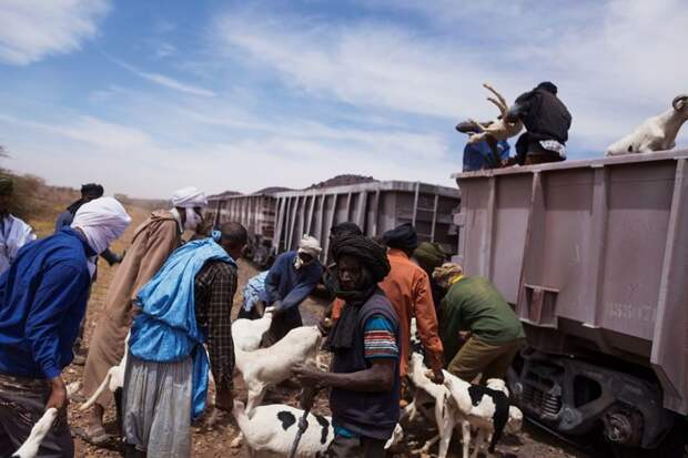 Безумное путешествие через Сахару с овцами и железной рудой Мавритания, африка, железная дорога, путешествие, репортаж, увлекательно, экзотика