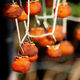 The persimmons hang for weeks.