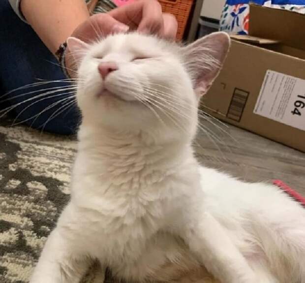 Кошка муркает
