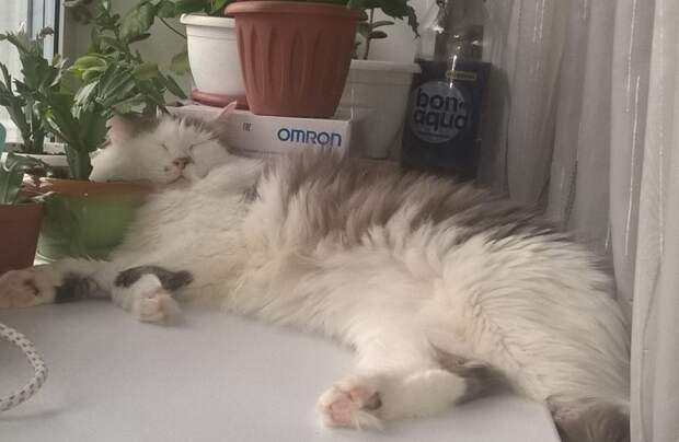 спящий кот