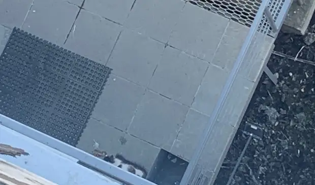 «Животное запуганное»: кошку выбросили из окна жилого дома в Петрозаводске
