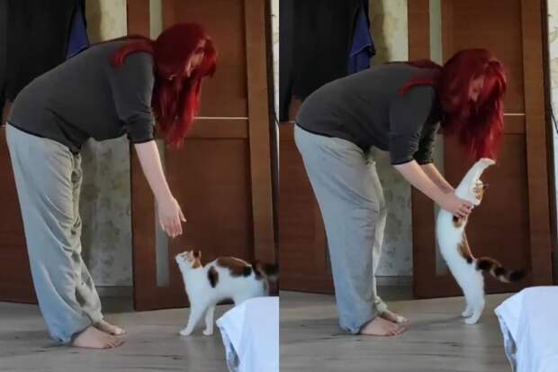 «Потягушечки»: нежные обнимашки кота с хозяйкой попали на видео