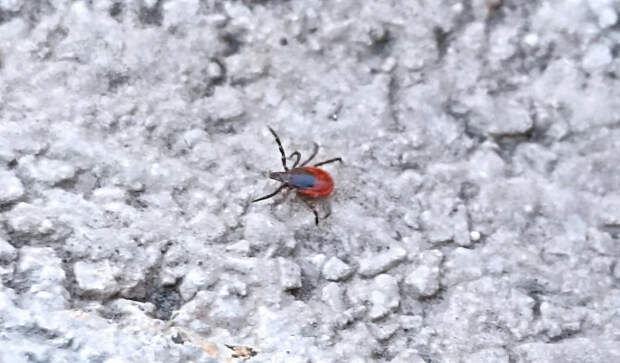 Бегут за человеком: эксперт сказал о клещах-гигантах, распространяющихся России