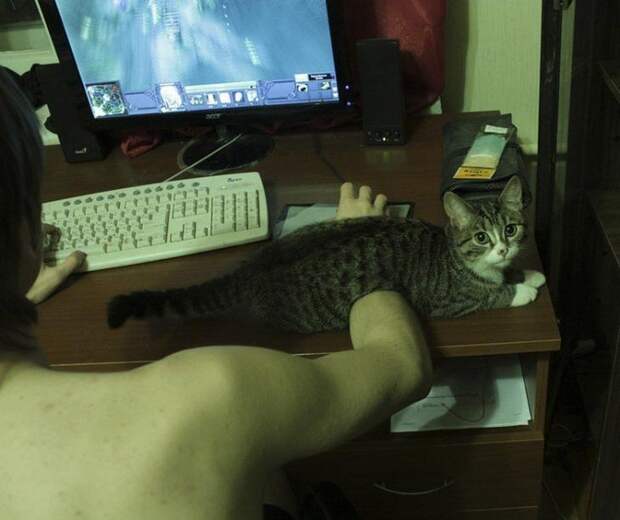 смешные кошки коты, кошки странные места поспать, коты неподходящие места прилечь, кошки выбирают место