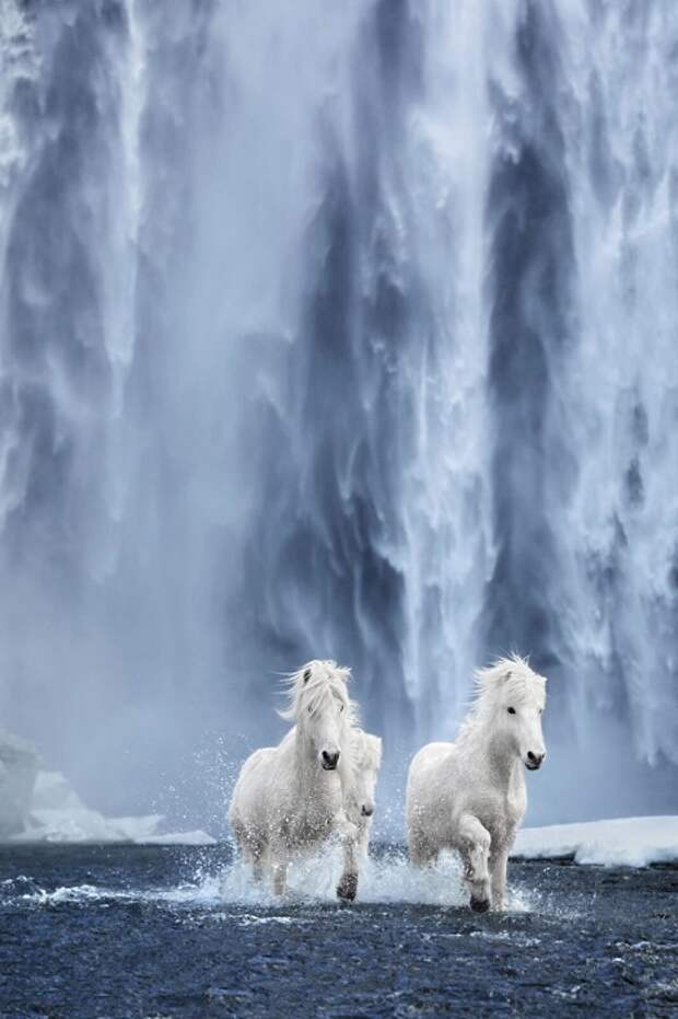 Исландские лошади – невероятно красивые, изящные и царственные животные, живущие в экстремальных условиях.