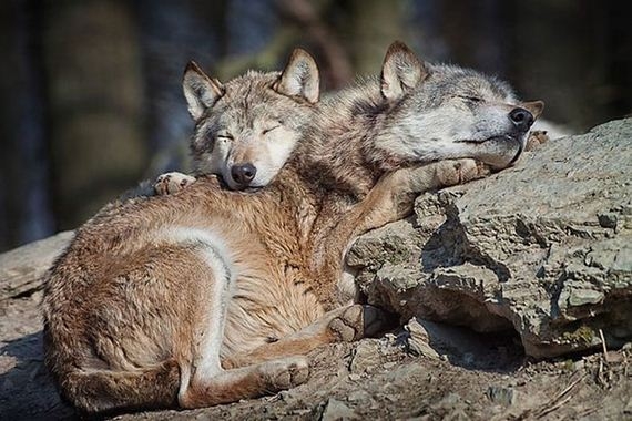 Нет лучше подушки, чем пушистый товарищ Милые животные, спят друг на друге, подушка