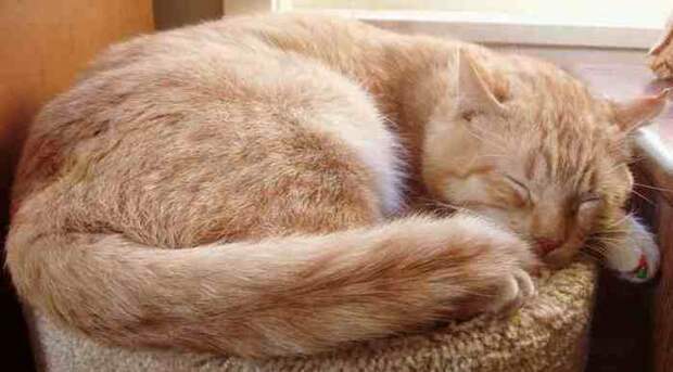 Cat_orange_tabby_ginger_tom_sleeping (700x387, 17Kb)
