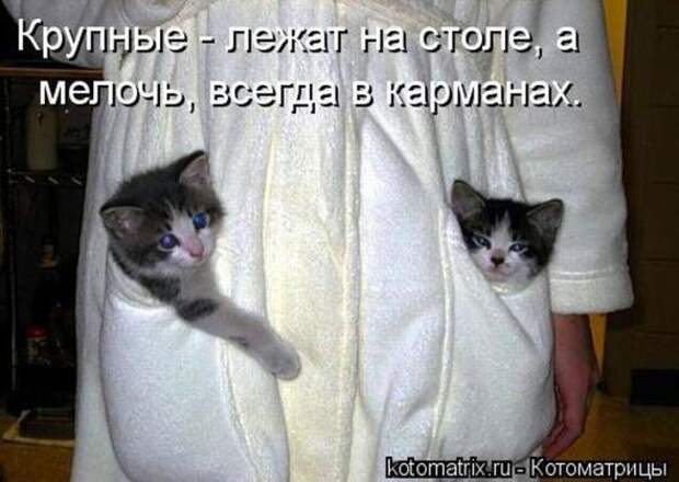 Котоматрицы(картинки с надписями)