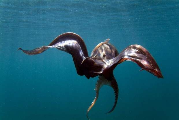 Парящий осьминог или попончатый осьминог (лат. Tremoctopus violaceus) (англ. Blanket Octopus)