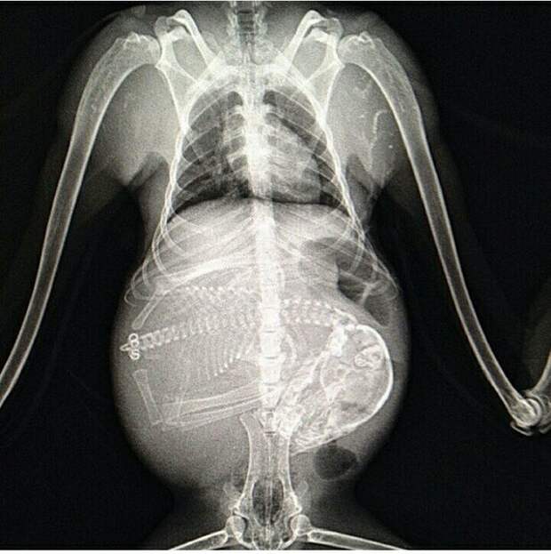 15 удивительных рентгеновских снимков беременных животных