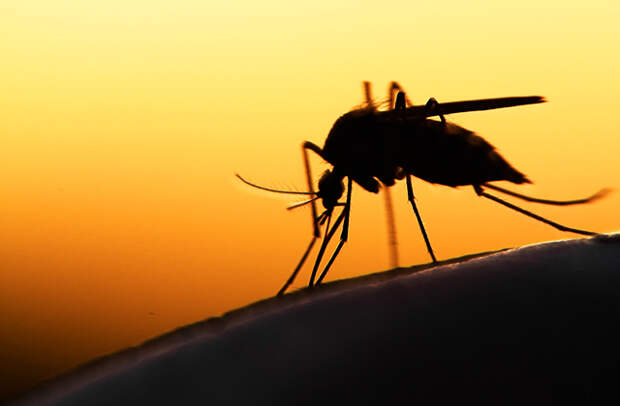 Почему комары кусают людей?