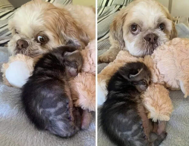 Без кота и жизнь не та