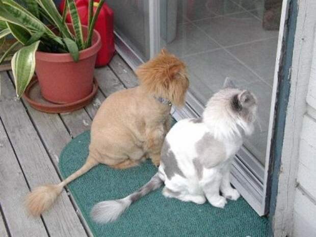 Забавно :)(25 фото)