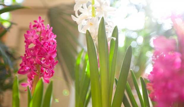 До 15 марта — выставка «Весна в царицынских оранжереях»