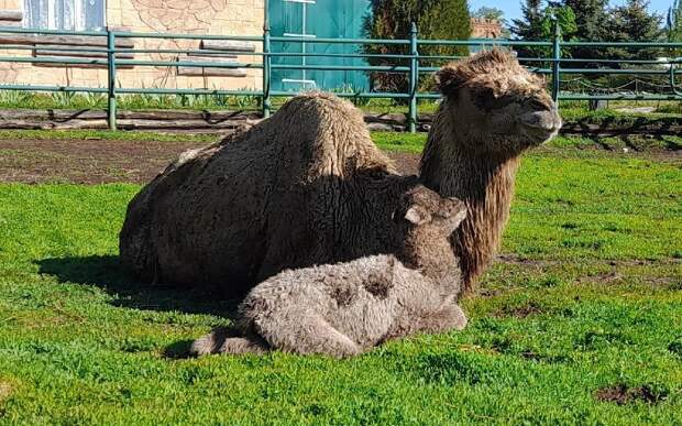 В Ряжском зоопарке родился верблюжонок