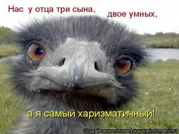 Прикольные животные, котоматрица