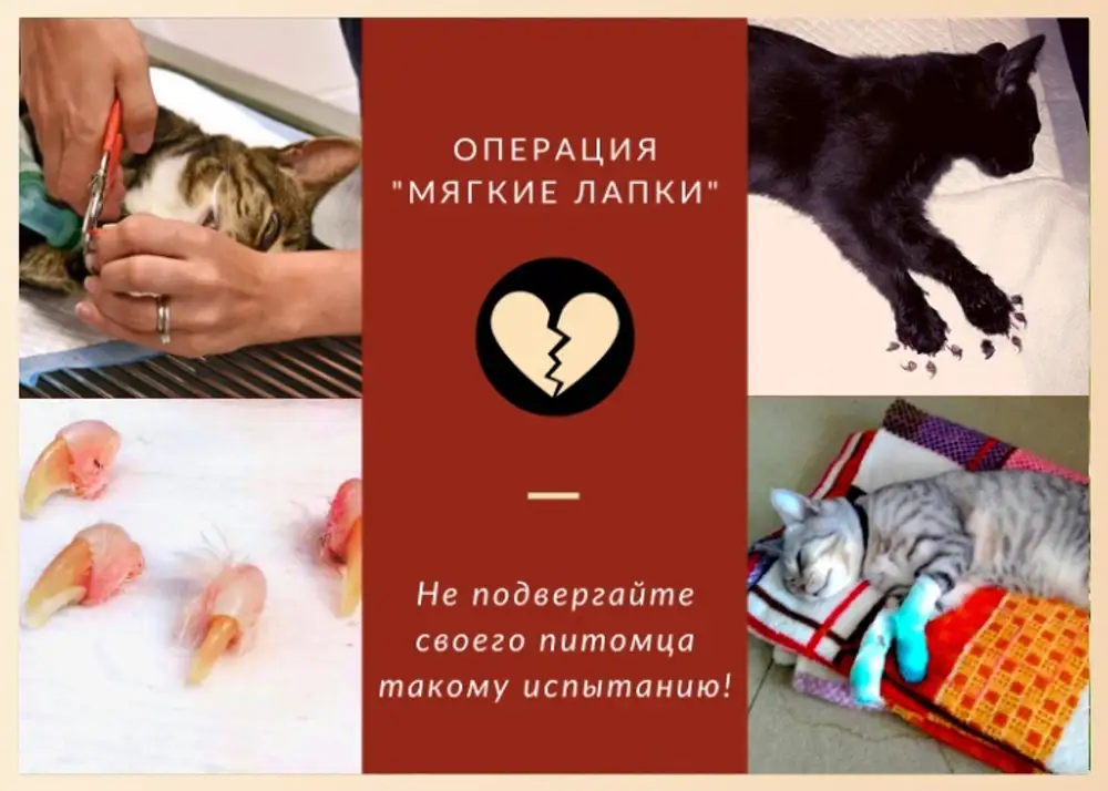 Операция мягкие. Мягкие лапки для кошек операция. Онихэктомия, «мягкие лапки» последствия. Онихэктомия, «мягкие лапки».