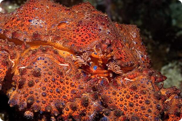 Крабовидный рак-отшельник Lopholithodes mandtii