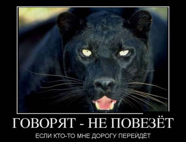 Подборка забавных и смешных демотиваторов для настроения (11 фото)