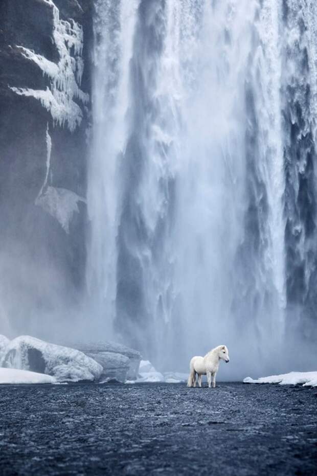При создании серии «В царстве легенд» Дрю Доггет стремился подчеркнуть уникальную взаимосвязь между землей Исландии и ее лошадьми.