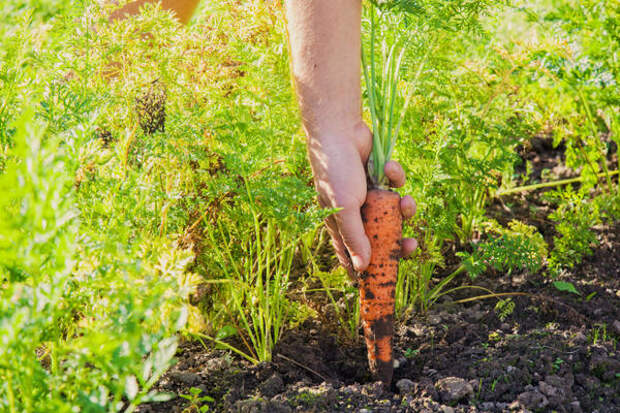 Вот такую морковку можно вырастить без особых хлопот