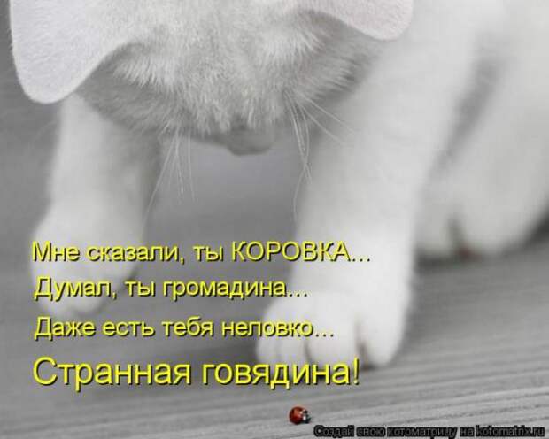 Котоматрицы(картинки с надписями)