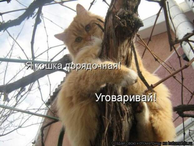 Лучшие котоматрицы недели, 35 шт.