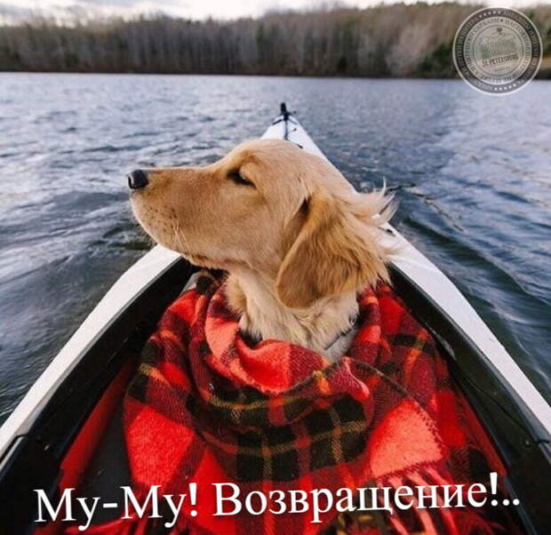 Му-Му! Возвращение!..