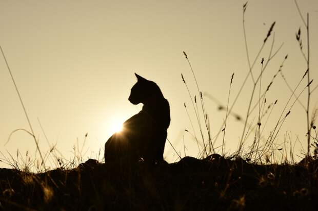 Мужчина оформил больничный из-за смерти кошки, был уволен и отсудил 3,5 миллиона рублей