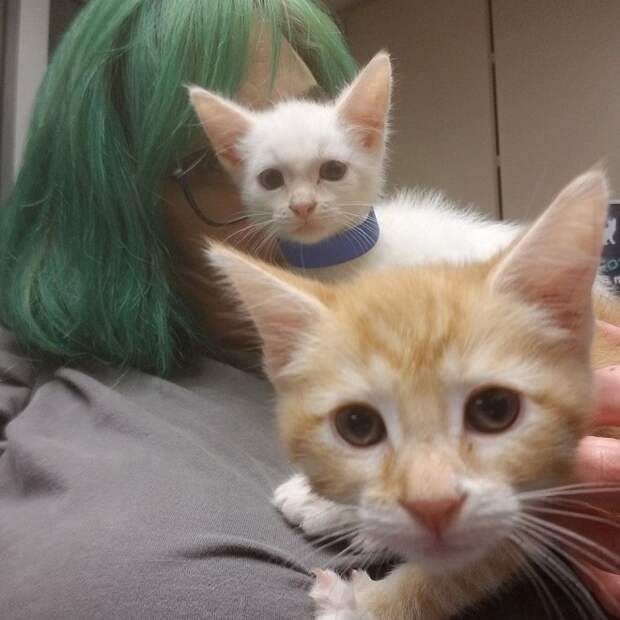 Грустные котята Котята и женщина