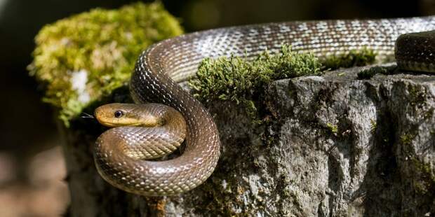 Змеи на Шри-Ланке: как обезопасить себя во время отдыха