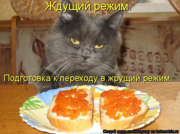 Лучшая котоматрица за неделю (31 шт)