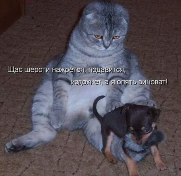 Котоматрицы: Мысли вслух