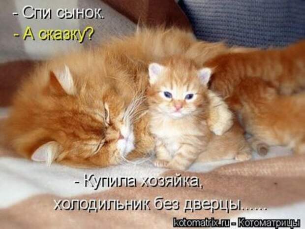 Лучшие котоматрицы недели (16 фото)