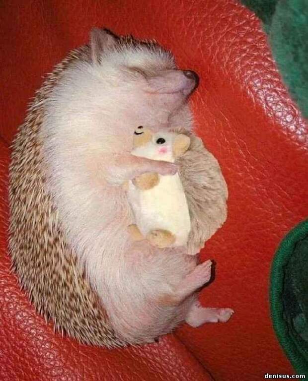 юмор, приколы