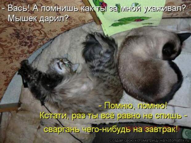 Котоматрицы (картинки с надписями)