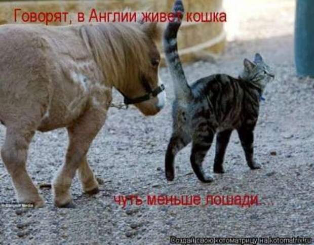 Прикольные животные, котоматрица