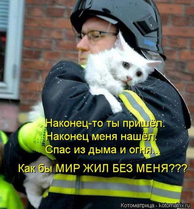 Котоматрицы (картинки с надписями)