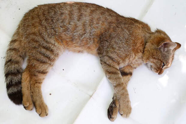 Ученые обнаружили новый вид кошки, который раньше считался мифическим 