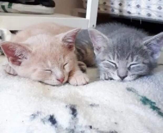 Котята уснули Котята спят