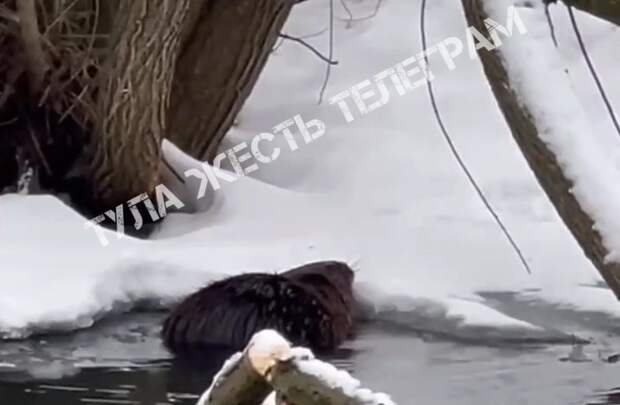 Туляки нашли "водную собаку" в Баташевском парке