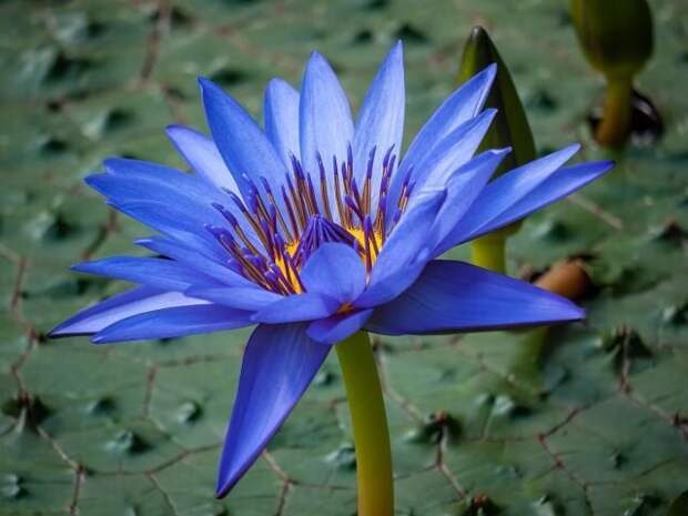 Голубой лотос (Nymphaea caerulea). © etsy  📷 