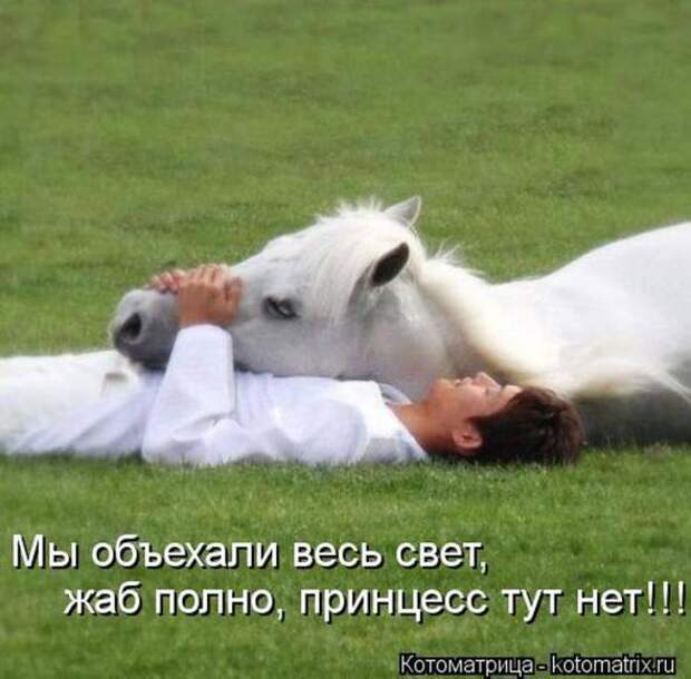 Котоматрицы(картинки с надписями)